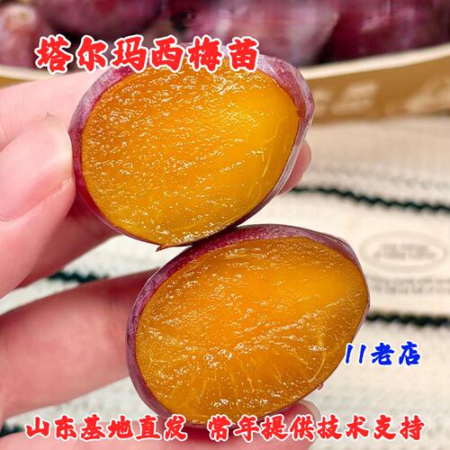 新品种特大红西梅树树苗