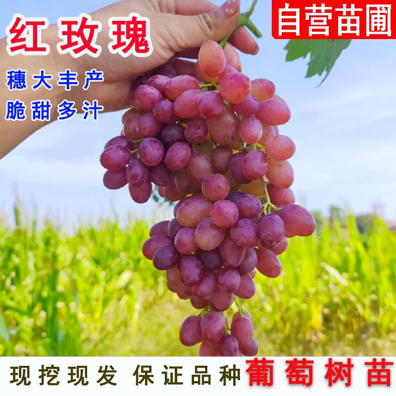 嫁接中国红玫瑰葡萄树苗耐寒无籽红提葡萄苗庭院盆栽地栽爬藤果树