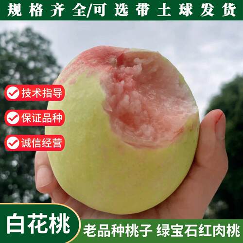 白花桃树苗嫁接绿宝石红