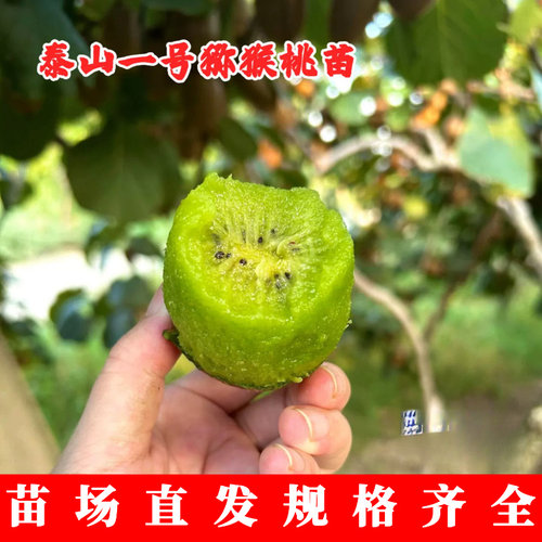 嫁接耐寒山东博山碧玉猕