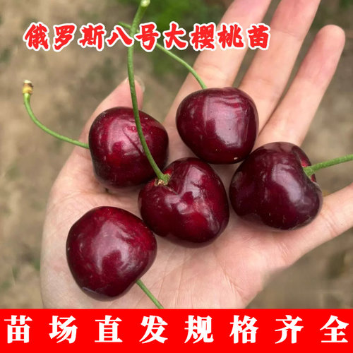 耐寒冻俄罗斯8号大樱桃苗
