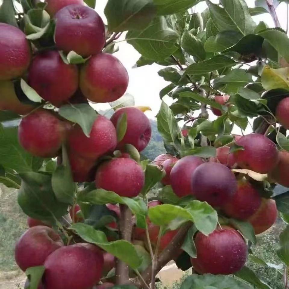 果树苗糖心沙果树苗小苹果花红果树苗嫁接东北耐寒沙果苗当年结果