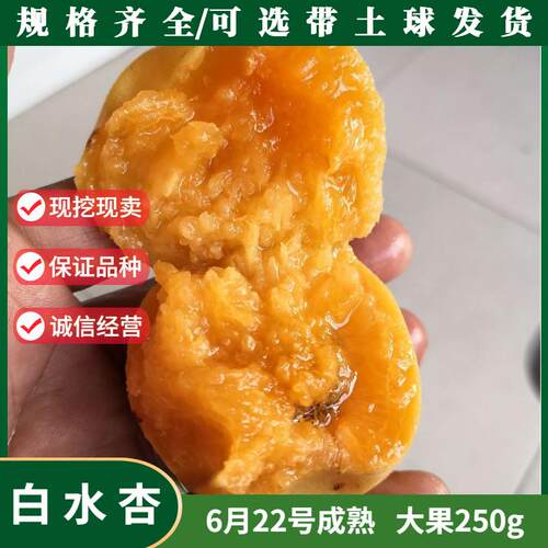 嫁接白水杏树苗南北方种