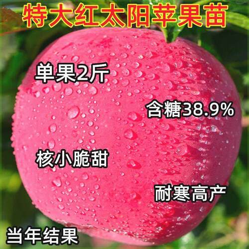 嫁接苹果树苗冰糖心红富
