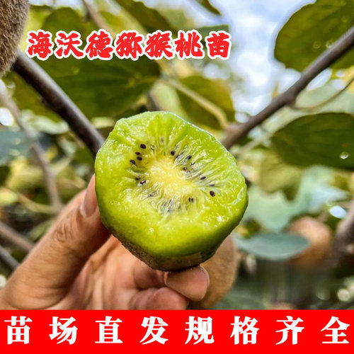 陕西周至海沃德猕猴桃树