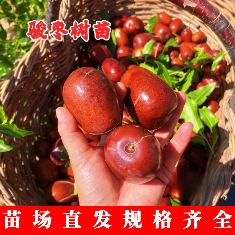 嫁接骏枣树苗大红枣特大新疆和田玉枣苗果树苗木庭院盆栽地栽活苗