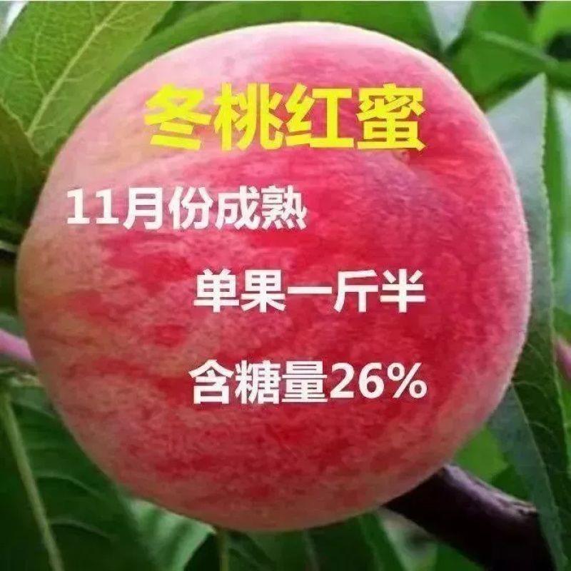 晚熟冬桃红蜜桃树苗嫁接新品种特大超甜冬树苗水果树苗盆栽地栽