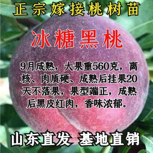 嫁接桃树苗新品种特大黑