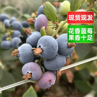 顺丰空运攀枝花L25蓝莓当季新鲜超大果国产花香蓝莓现摘现发