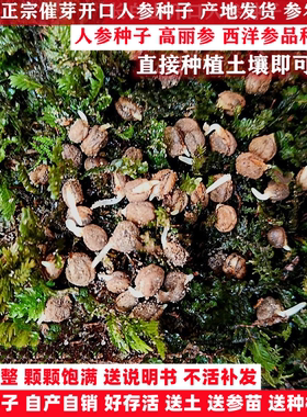 长白山新鲜人参种子可直接种植