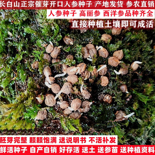 长白山新鲜人参种子可直接种植
