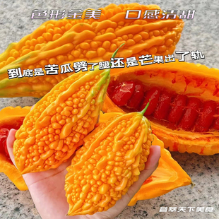 新鮮金鈴子瀨瓜水果黃金瓜果高端稀有小甜苦瓜紅娘小賴瓜癩賴葡萄