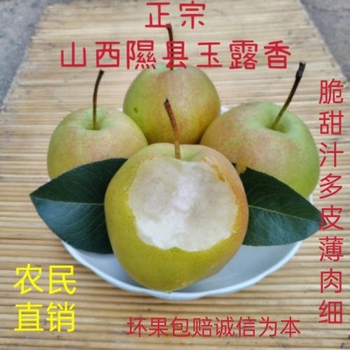 隰县玉露香梨皮薄肉细水大