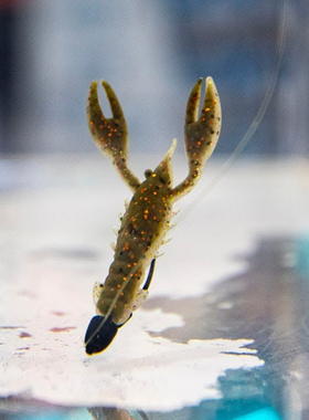 虾型软饵 2.5寸 美国 ZMAN CRAW  虾型虫 内德浮水耐咬精细路亚饵