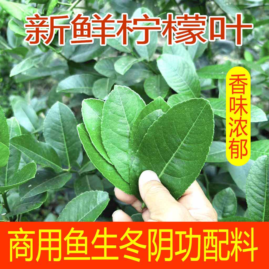 新鲜广东香水柠檬叶现摘纯叶鱼生食用切丝西餐料理冬阴功火锅配料