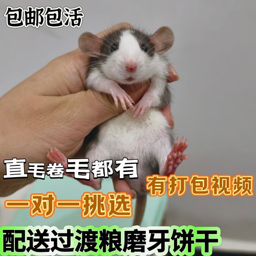 家养花枝活体粘人幼宠幼温顺宿舍宠物哈士奇正脸亲人粮食暹罗运输