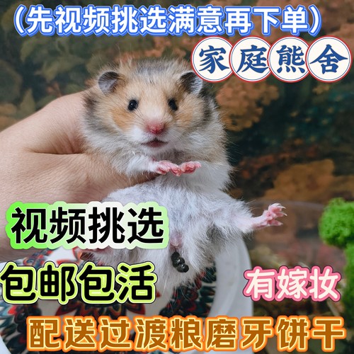 精品繁育自家家养波利稀有长毛熊金丝熊随机波利活宠仓鼠波利鼠