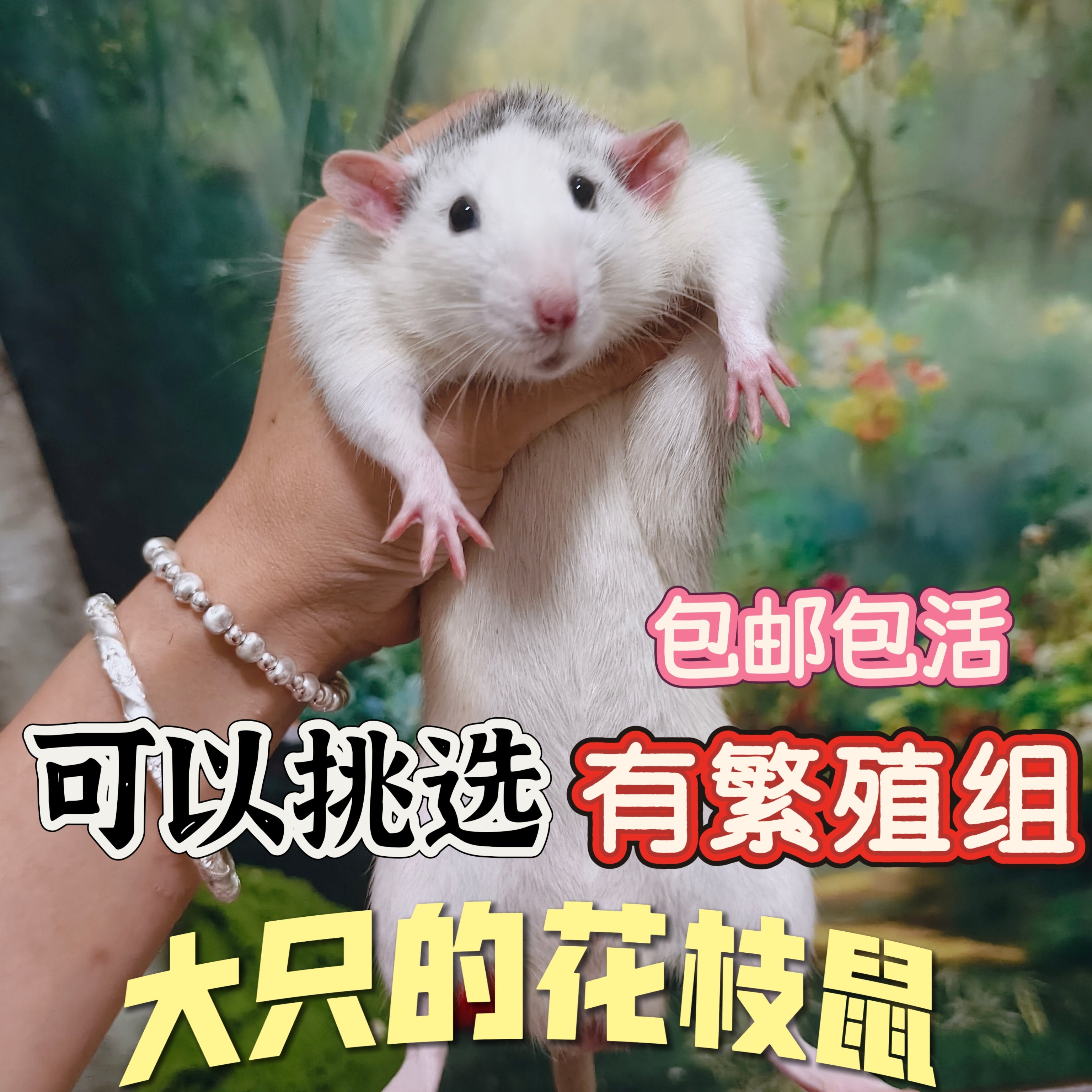 【成年花枝鼠】花枝鼠活体宠物亲仓鼠