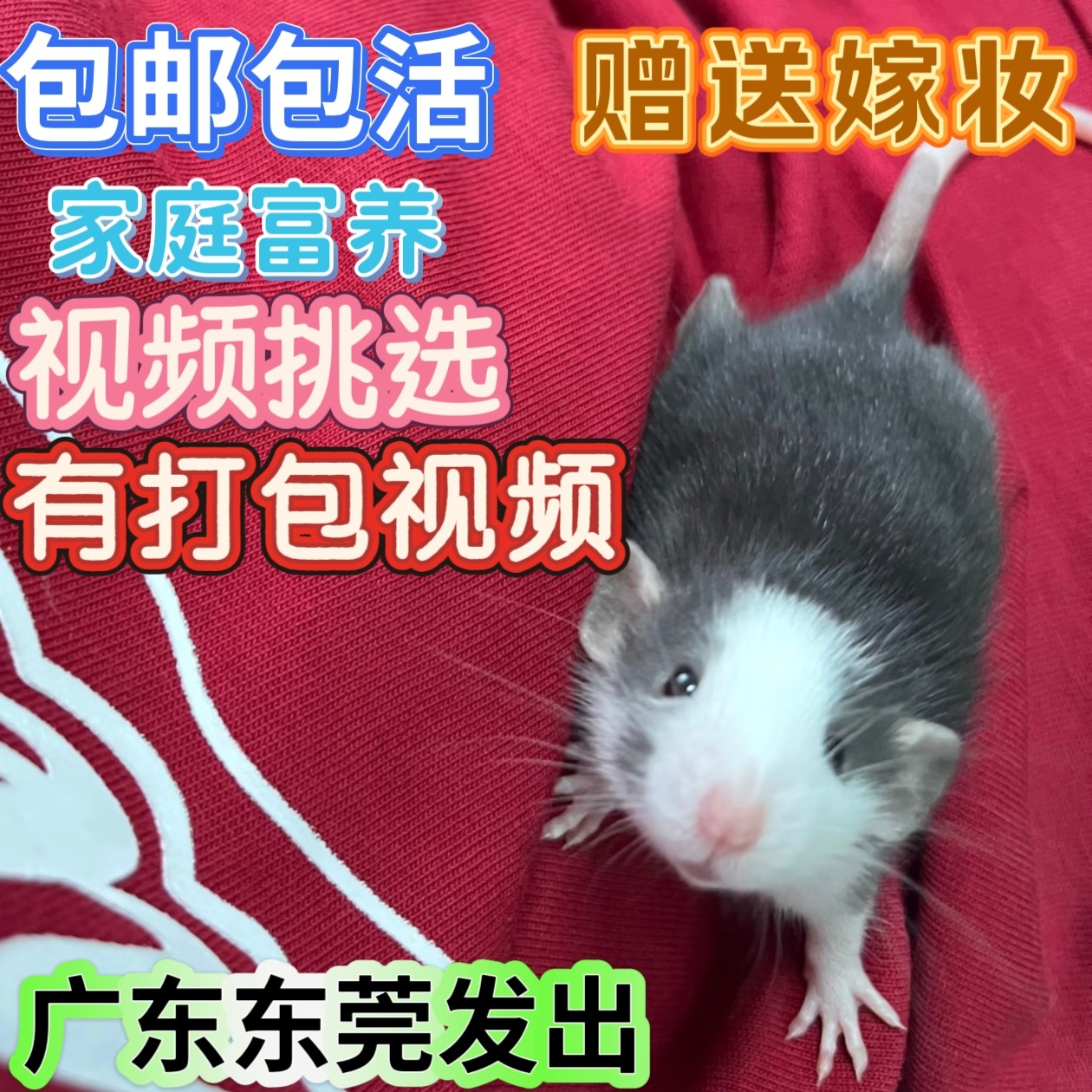 花枝鼠活宠物粘人暹罗饿蓝亲人正仓鼠
