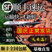 包邮 海蚂蝗海蜈蚣海钓鱼饵料海沙蚕活饵顺丰 红青虫鲈鱼饵 活沙蚕