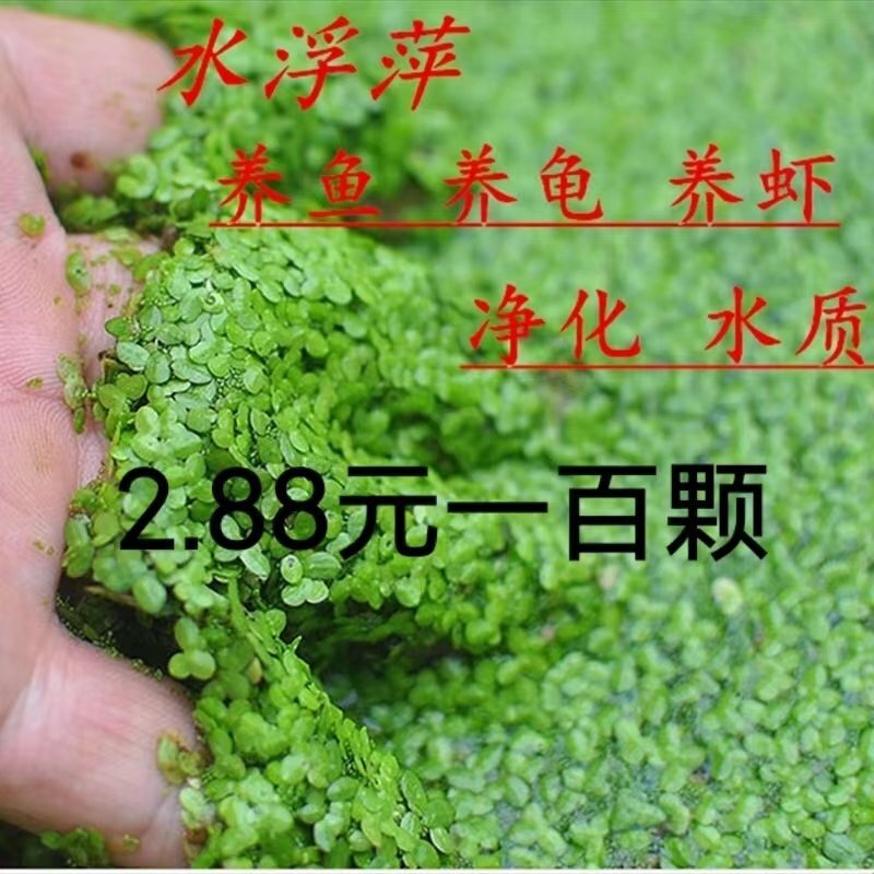 鱼缸净水芝麻浮萍小浮萍浮性水草鱼缸龟缸水族浮萍活体水植物造景 - 实物图