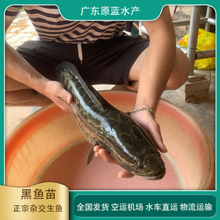 黑鱼苗活体乌鱼苗杂交小黑鱼塘养殖鱼缸观赏生鱼苗财鱼苗淡水鱼