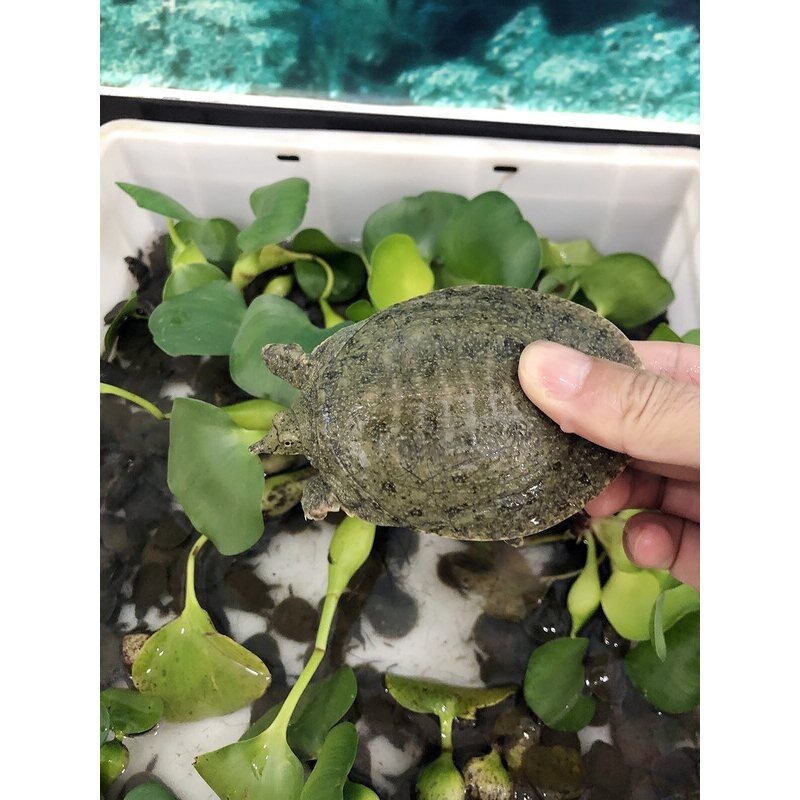 福利小甲鱼苗外塘冷水养殖甲鱼水鱼团鱼苗包活到家中华老鳖小苗