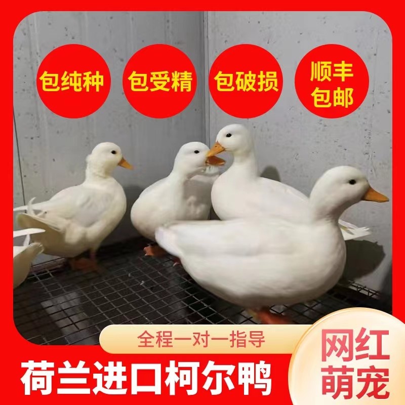 网红宠物鸭柯尔鸭蛋受精蛋可孵化可达鸭活体幼崽鸭雏鸭苗明星同款