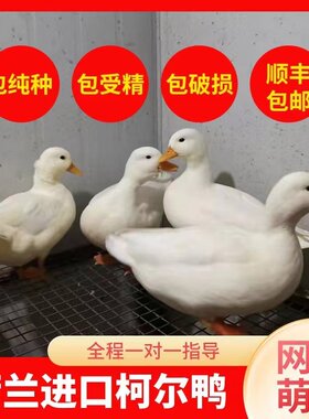 网红宠物鸭柯尔鸭蛋受精蛋可孵化可达鸭活体幼崽鸭雏鸭苗明星同款