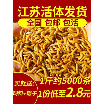 面包虫 黄粉虫 爬宠 昆虫 活饵 饲料