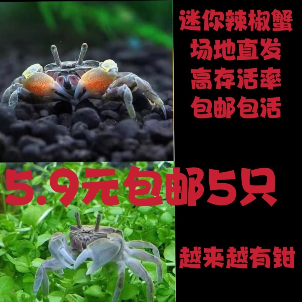 迷你蟹辣椒蟹观赏蟹可与灯科鱼孔雀鱼虾斑马鱼混养吃涡虫除藻活体