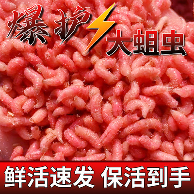 鲜活体红蛆虫苍蝇幼虫冬季野钓鲫鱼饵料肉蛆活蛆牙子冰钓鱼饵虫饵