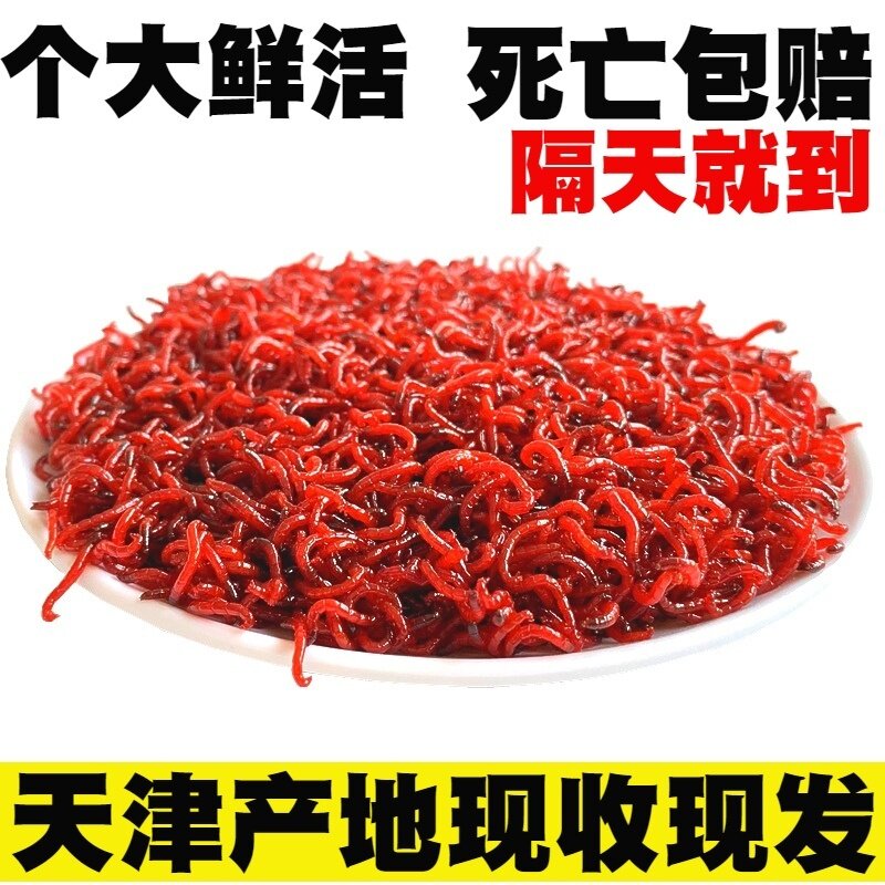 天津红虫鲜活钓鱼拉饵喂鱼鲫鱼饵黑头特大号公红虫母红虫活体活饵