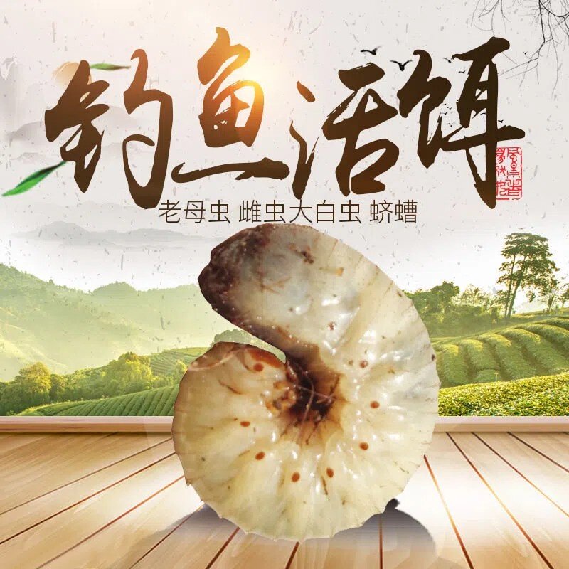 包邮活体蛴螬钓鱼老母虫金龟子幼虫野钓白土蚕核桃虫鸡乸虫活饵
