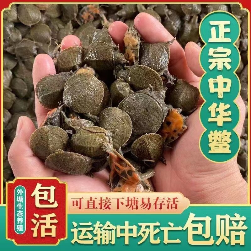爆品小甲鱼苗3-6克1元一只活体外塘养殖甲鱼水鱼中华鳖苗包活