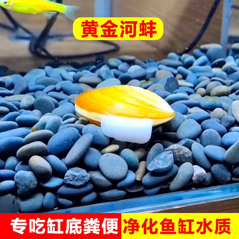黄金河蚌清理专吃粪便净化水质净水黑金刚河蚬清洁观赏螺贝类鱼缸