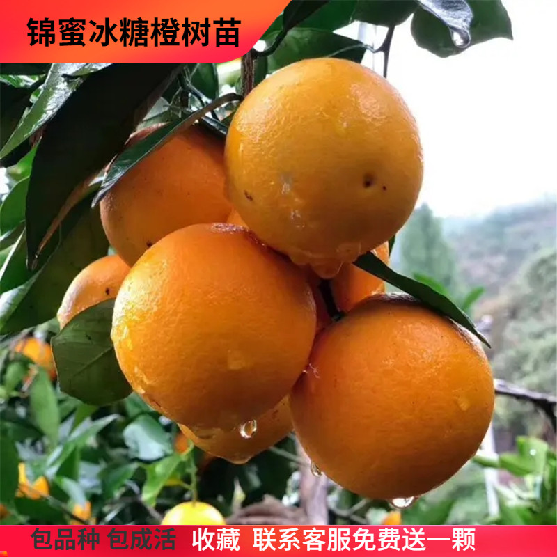 锦蜜冰糖橙树苗 纯甜无酸味 细嫩化渣 麻阳冰糖橙树苗 橙子树苗