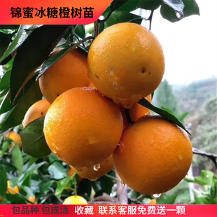 锦蜜冰糖橙树苗 纯甜无酸味 细嫩化渣 麻阳冰糖橙树苗 橙子树苗