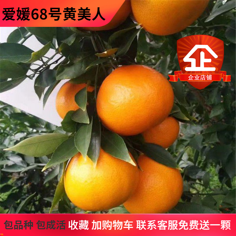 黄美人爱媛68号嫁接中晚熟柑桔苗新品种果树果苗树湖南基地直发苗