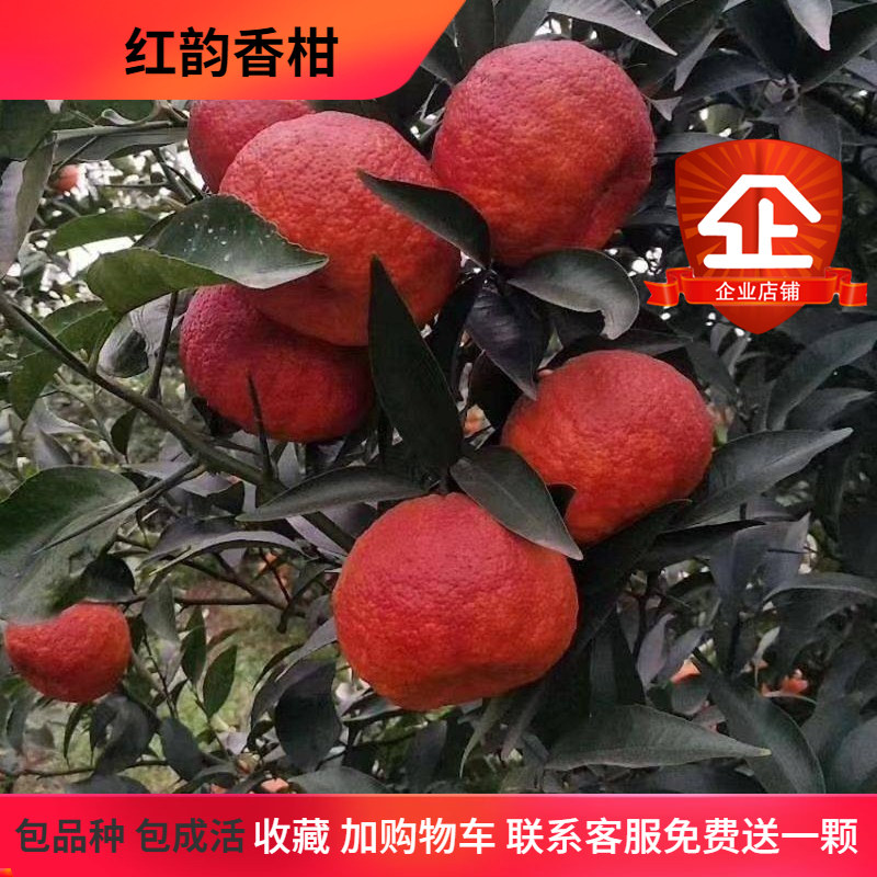 红韵香柑树苗新品种嫁接红韵血柑果树苗柑桔常绿柑橘苗橘子树苗