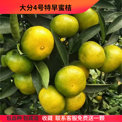 柑橘树苗湖南果树苗橘子嫁接