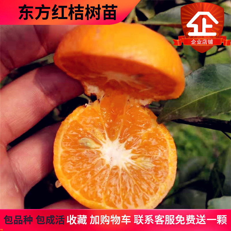 湖南果树苗嫁接东方红桔橘果苗橘子树苗新品种桔树苗