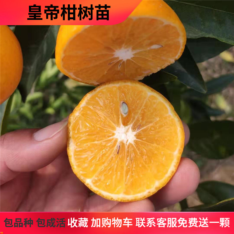 湖南嫁接贡柑橘子果树苗
