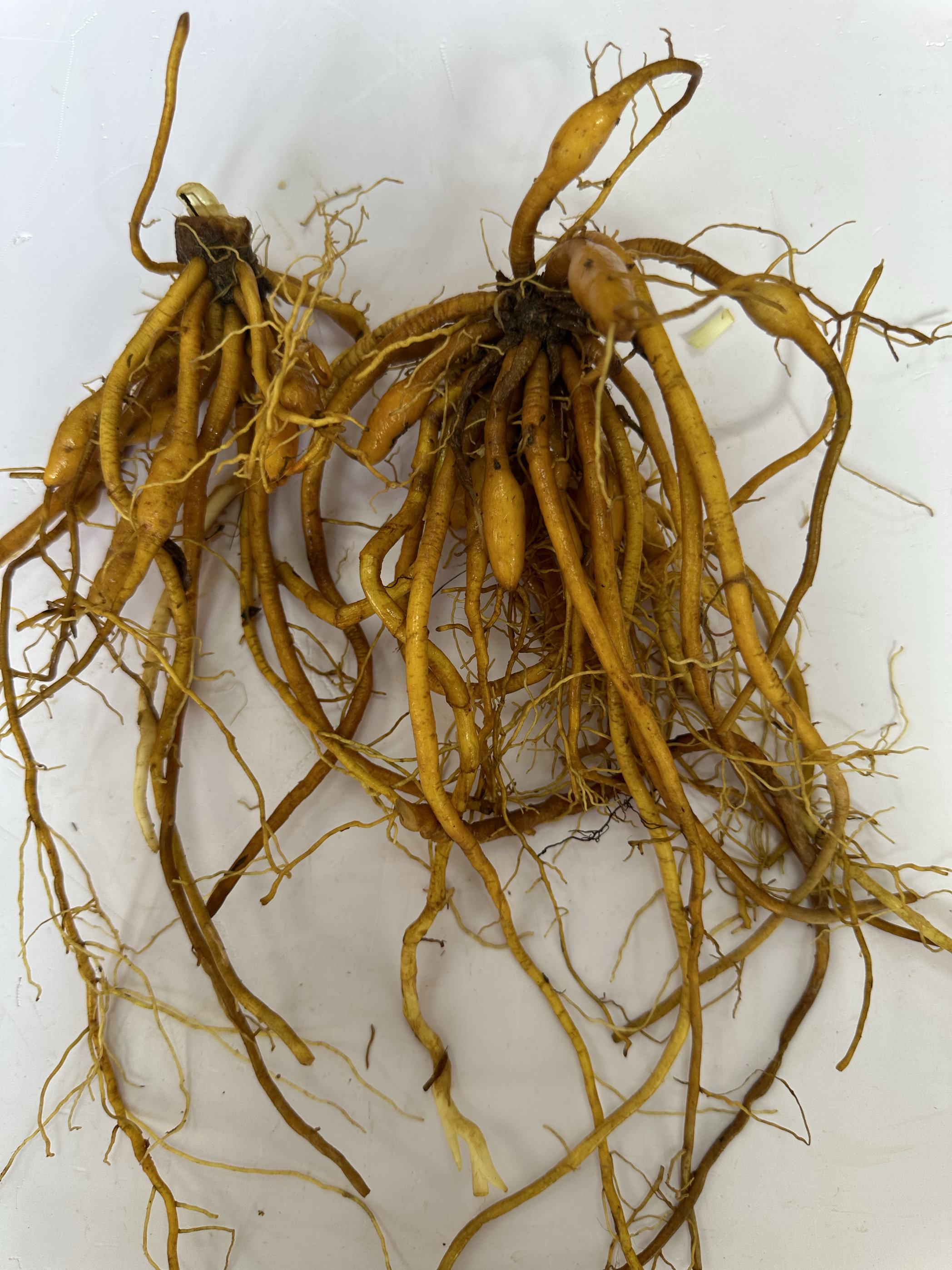 黄花菜根金针根萱草根忘忧根新鲜纯根河葱煲汤500g图片