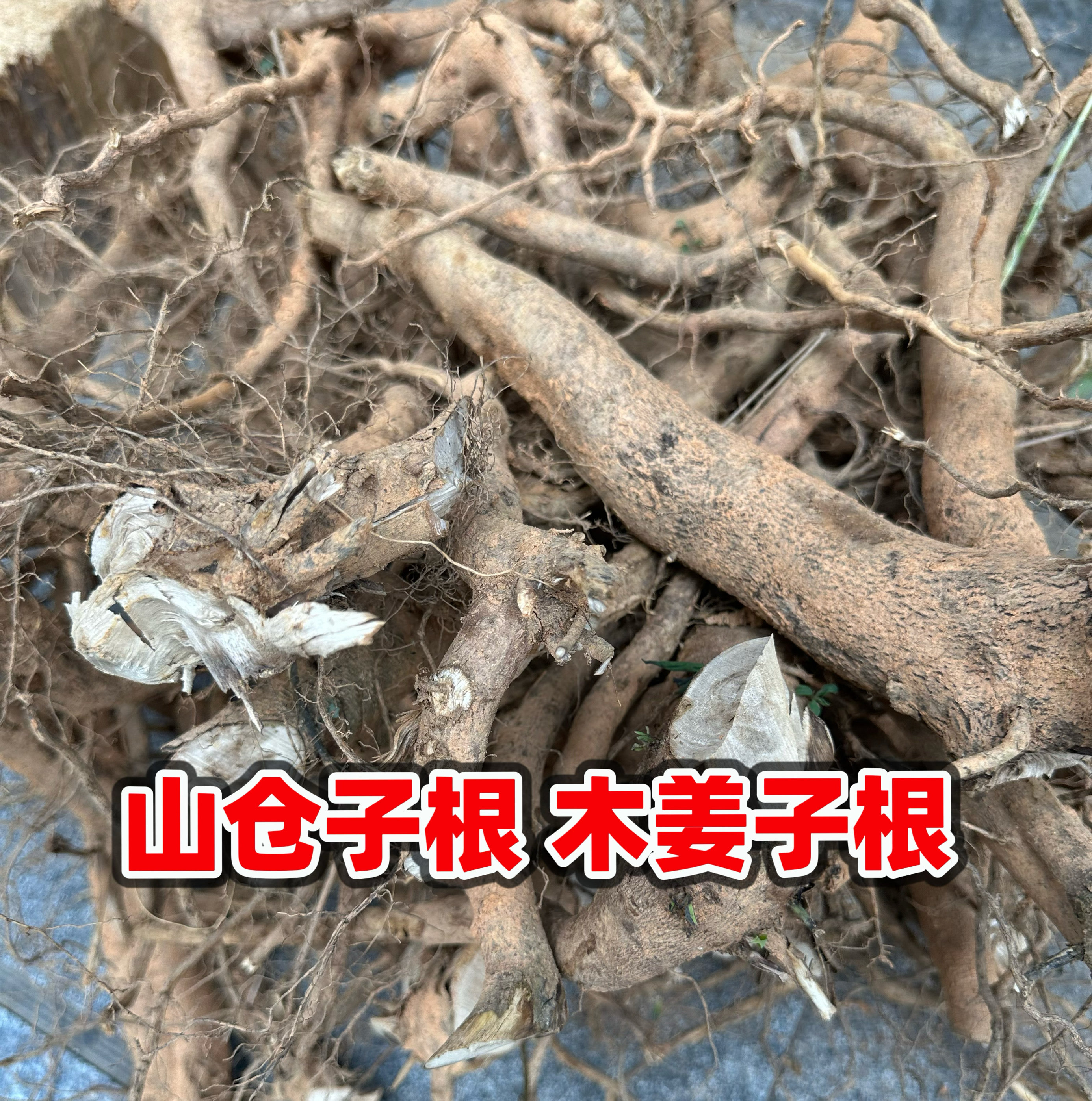 山苍子根福建炖汤山苍根 山鸡椒 木姜子炖猪脚汤料去乏力草根