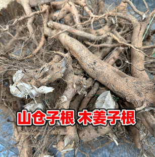 山苍子根福建炖汤山苍根 山鸡椒 木姜子炖猪脚汤料去乏力草根