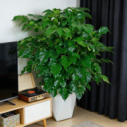 60至70CM幸福树绿植盆栽好养易活净化空气美化家居