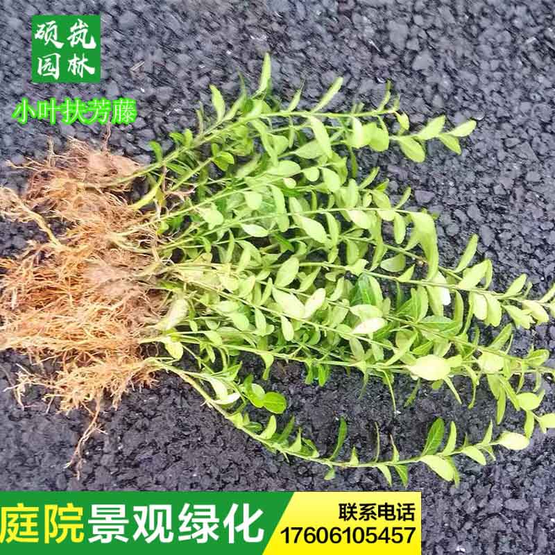 耐寒爬藤花卉小叶扶芳藤攀缘植物卫矛四季常青不掉叶青叶蔓绿植