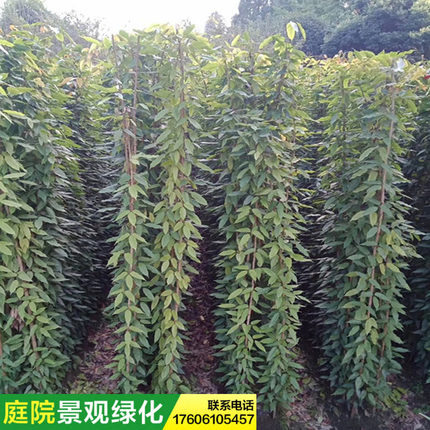 爬藤攀藤植物不落叶常绿油麻藤花苗禾雀花苗油麻藤苗开花护坡矿山
