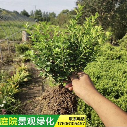 小叶瓜子黄杨树苗工程苗 黄杨扦插床苗 四季常绿园林绿化黄杨小苗